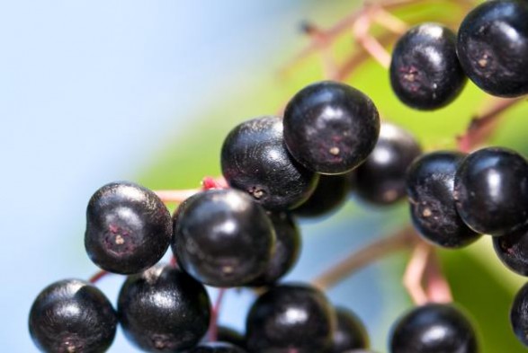 Der Schwarze Holunder und seine gesunden Beeren